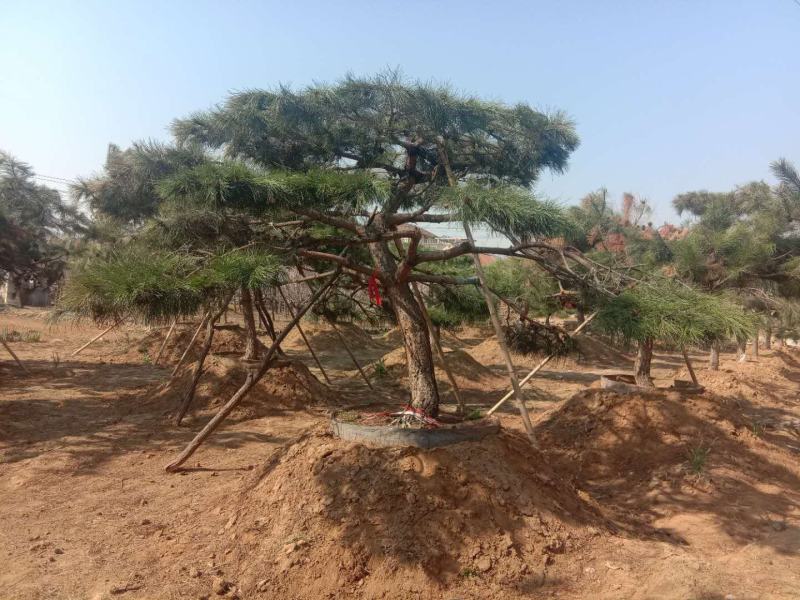 造型油松造型黑松泰山松迎客松工程造型松