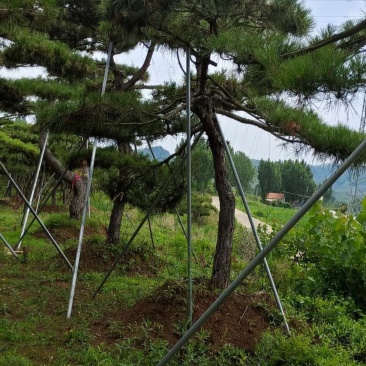 造型油松造型黑松泰山松迎客松工程造型松