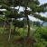 造型油松造型黑松泰山松迎客松工程造型松
