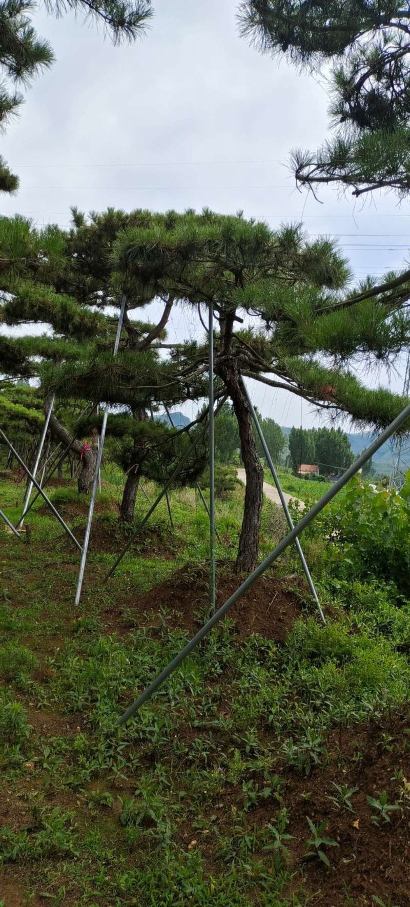 造型油松造型黑松泰山松迎客松工程造型松