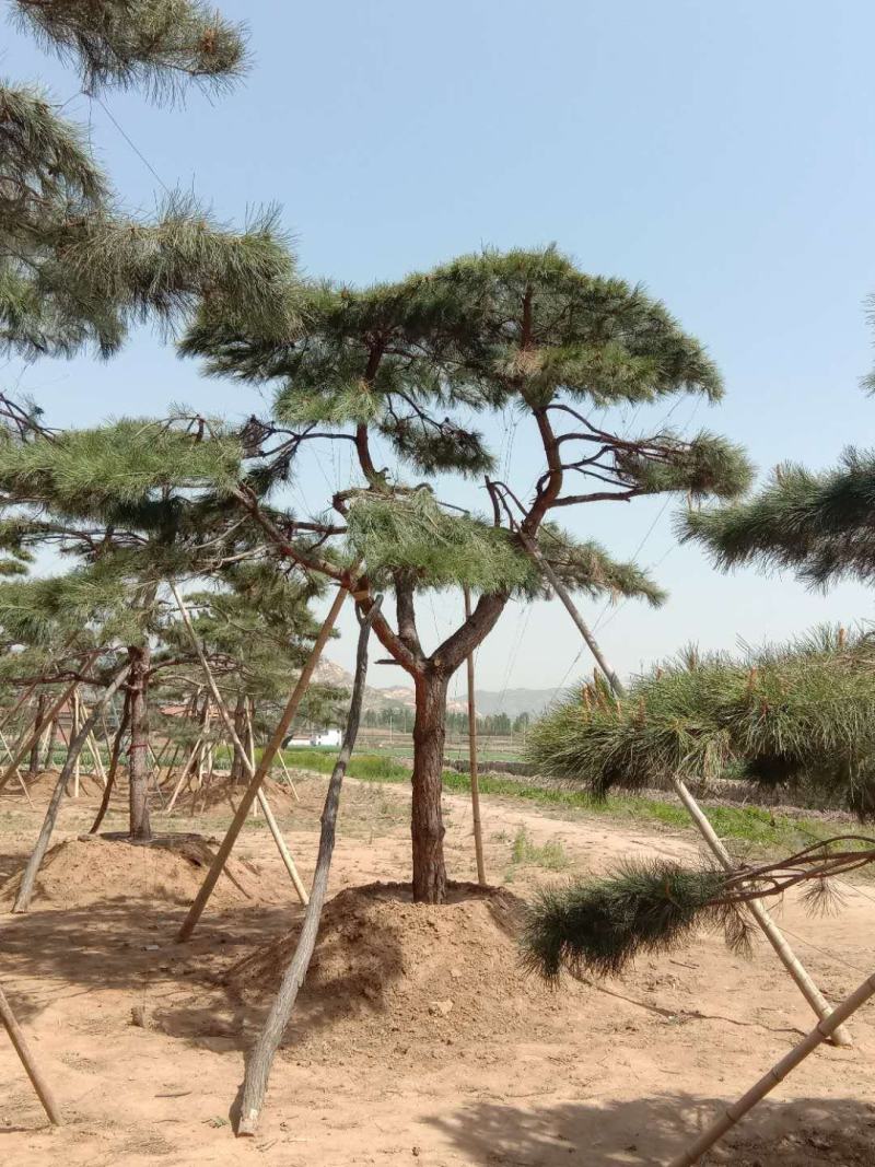 造型油松造型黑松泰山松迎客松工程造型松