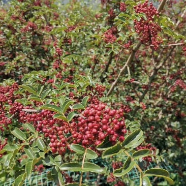 盐源特产大凉山鲜花椒红椒麻椒高山无污染天然鲜香麻椒
