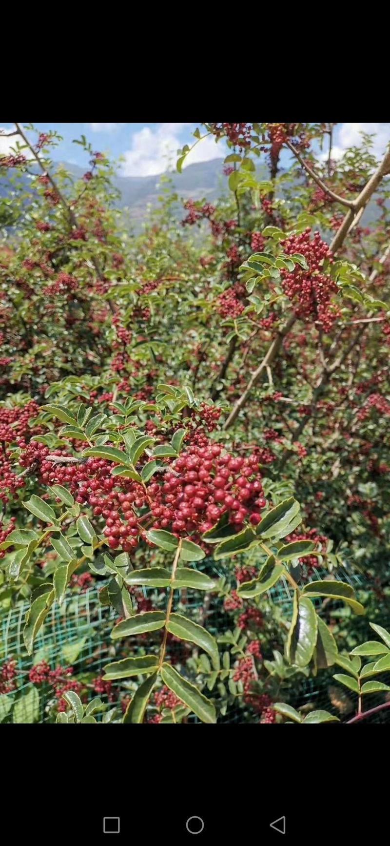 盐源特产大凉山鲜花椒红椒麻椒高山无污染天然鲜香麻椒