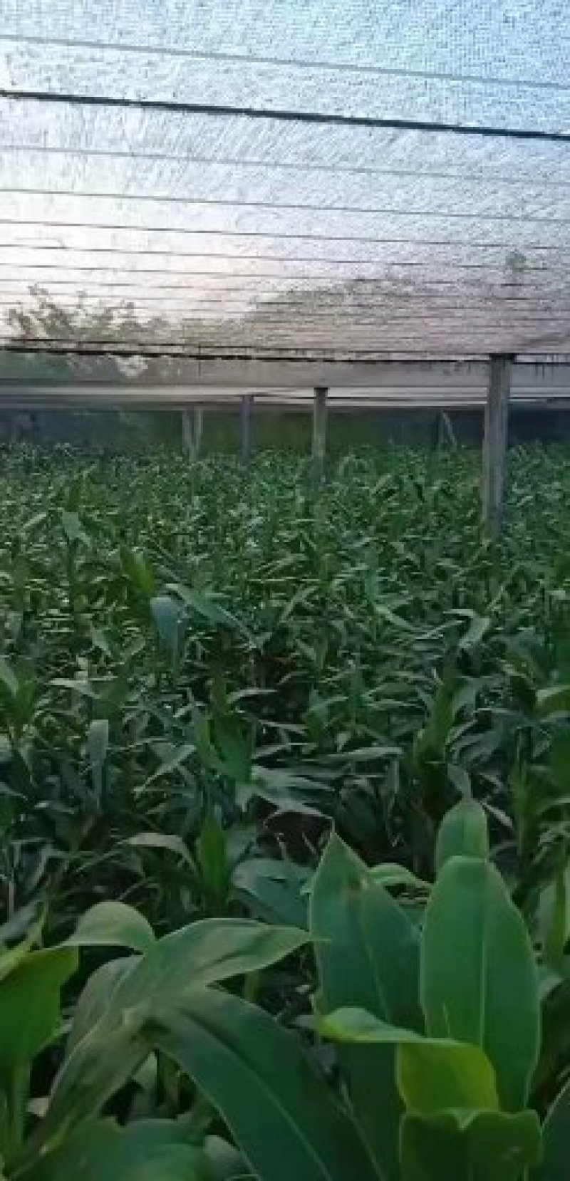 富贵竹水培观音竹室内客厅，面向全国各地批发，品质保证！