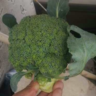 西兰花