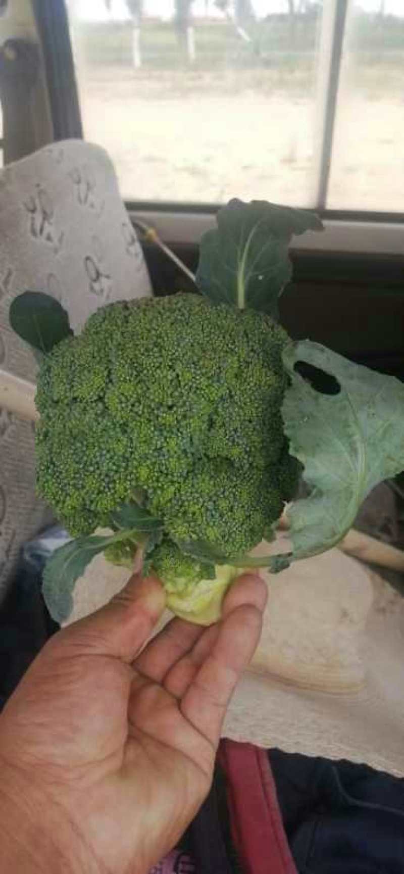 西兰花