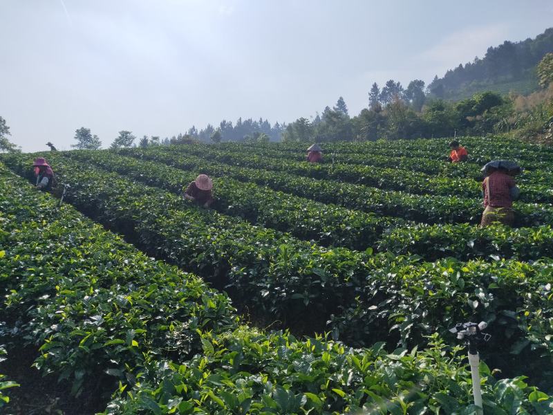 英德红茶英红九号高香红茶