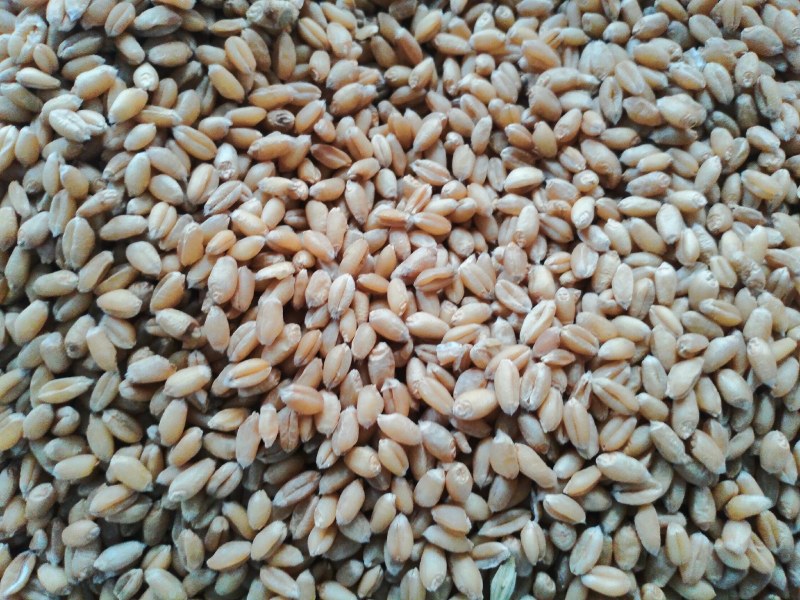 麦仁面/熟品/大量批发工厂直销精选麦仁炒熟制粉