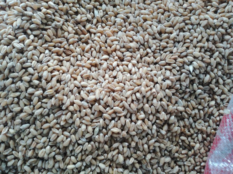 麦仁面/熟品/大量批发工厂直销精选麦仁炒熟制粉