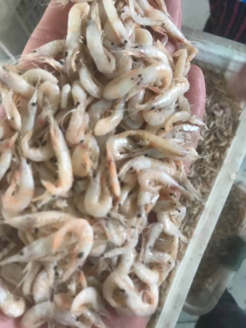 特大虾皮5元各种规格价位不同