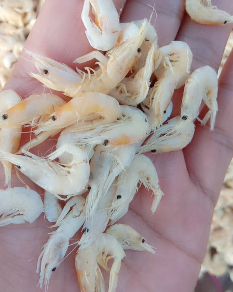 特大虾皮5元各种规格价位不同