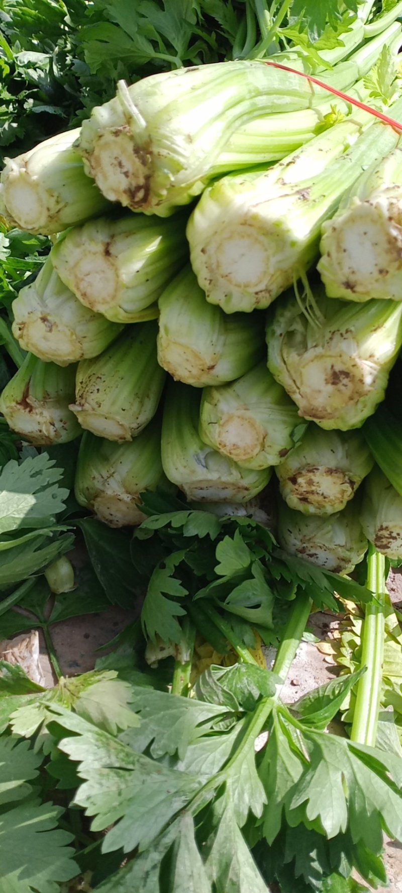 甘肃定西小芹菜大量上市，有需要的客户可以联系了