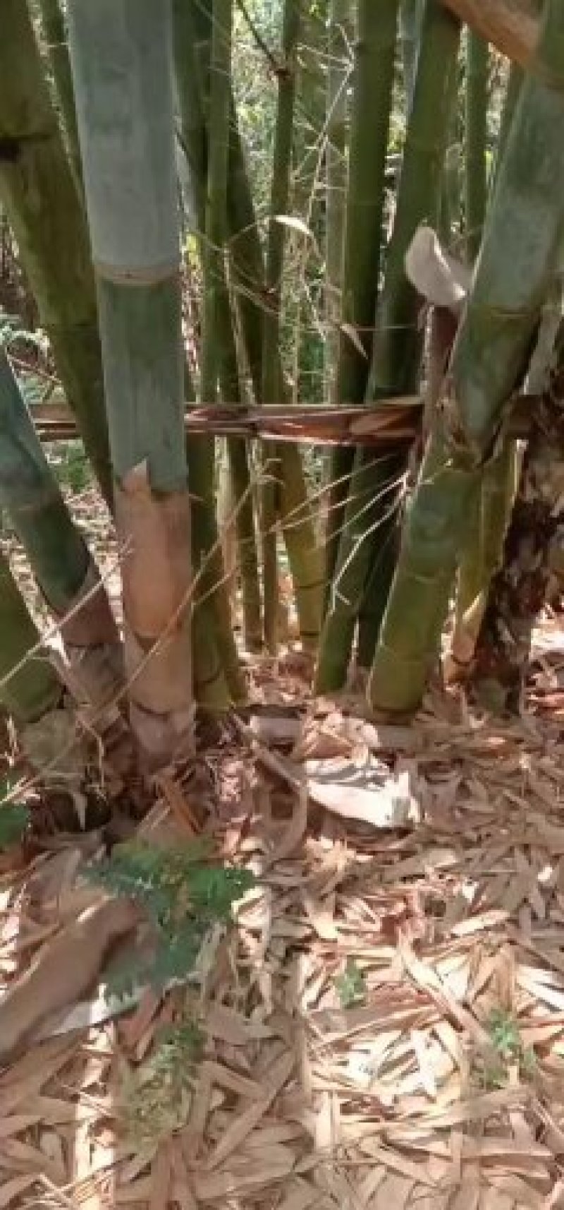 竹笋