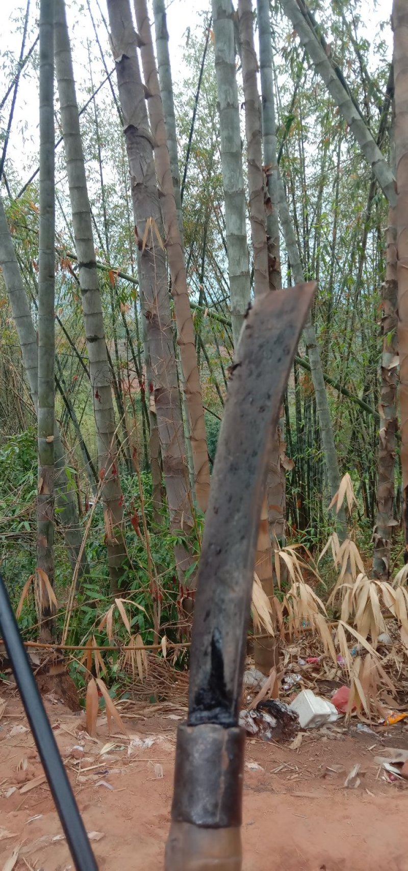 竹笋
