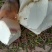 竹笋