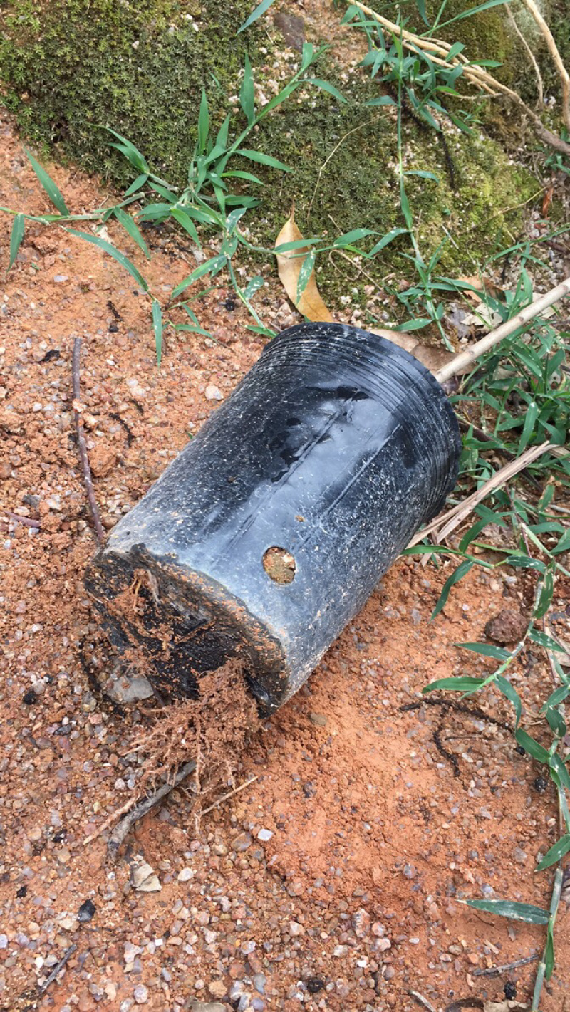 杨梅东魁杨梅规格杯苗品质保证