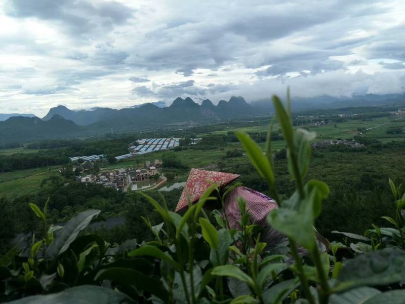 英德红茶原生态老树红茶浓香型