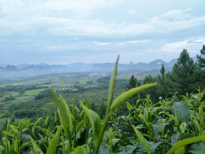 英德红茶原生态老树红茶浓香型