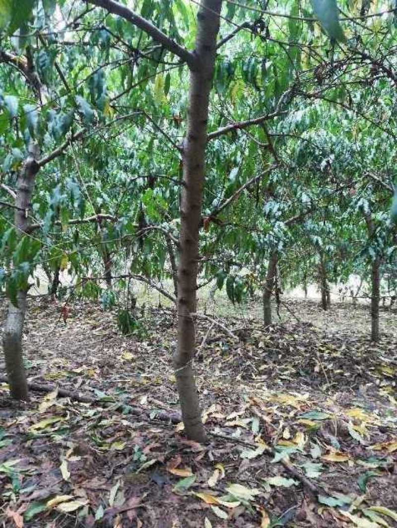 桃树，三至十二公分占地用桃树，绿化用桃树，土球裸根均可