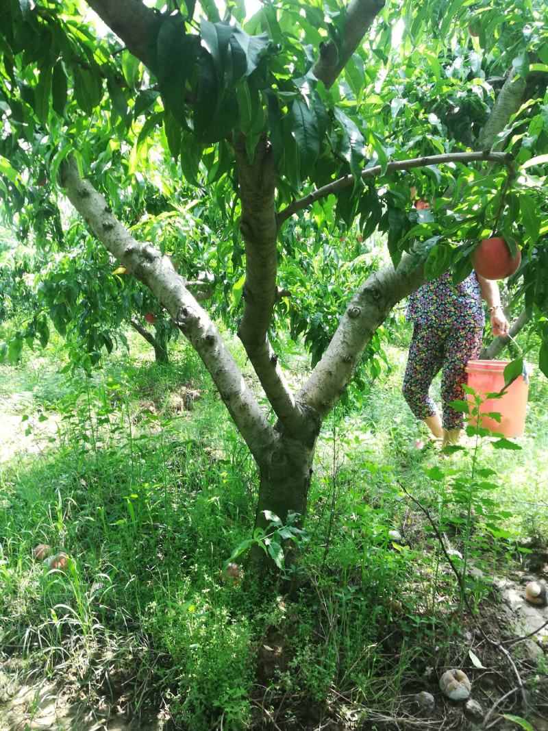 桃树，三至十二公分占地用桃树，绿化用桃树，土球裸根均可
