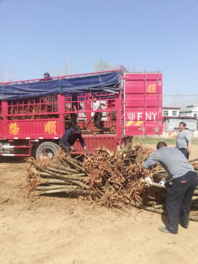 桃树，三至十二公分占地用桃树，绿化用桃树，土球裸根均可