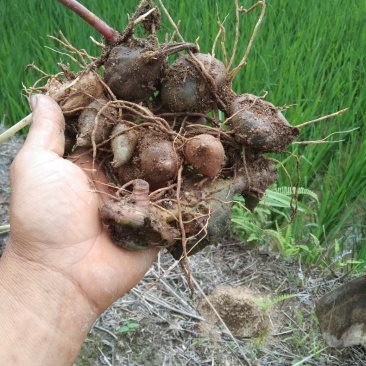 白芨木地纯野生量不是很多生货