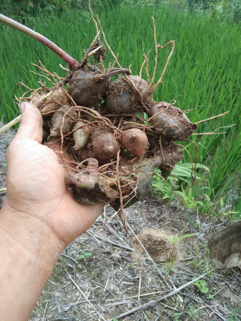 白芨木地纯野生量不是很多生货