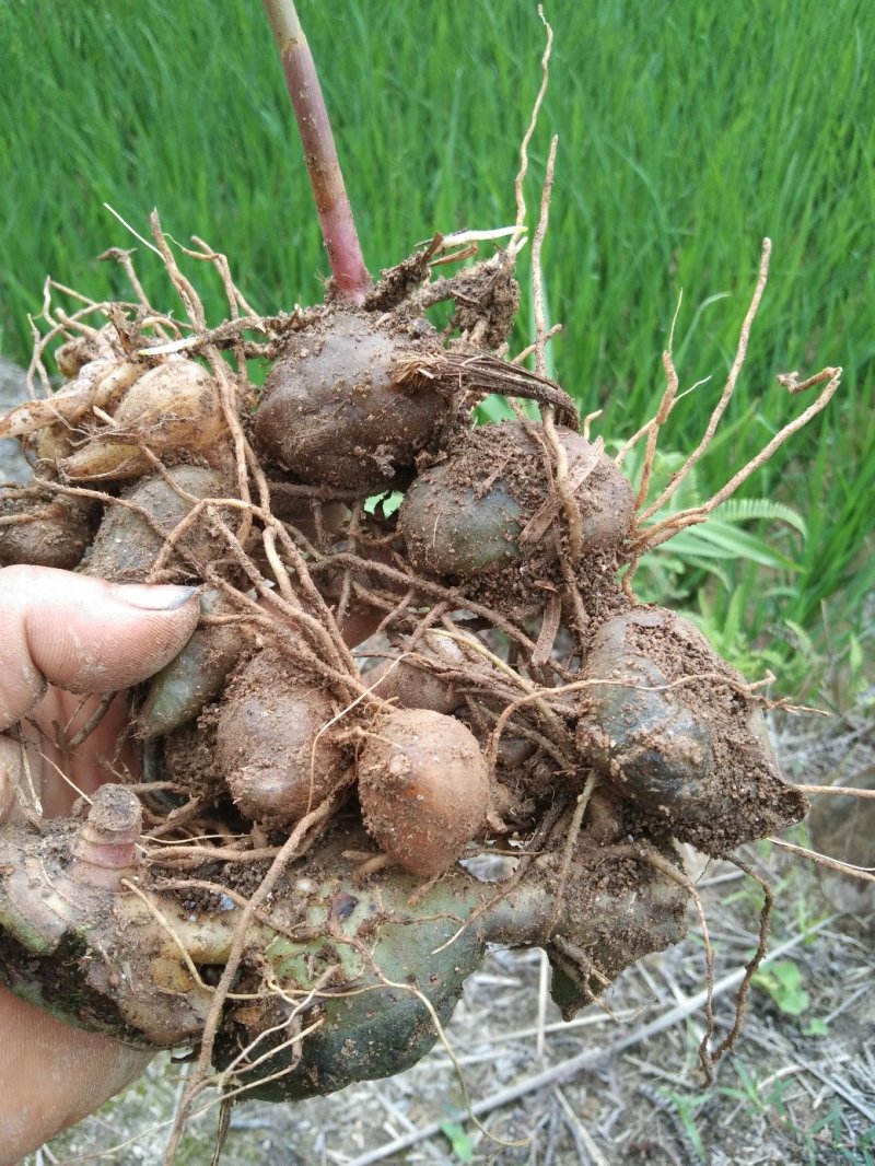 白芨木地纯野生量不是很多生货