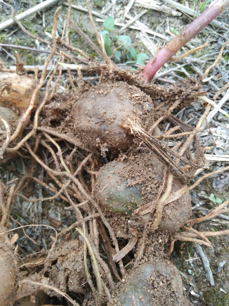 白芨木地纯野生量不是很多生货