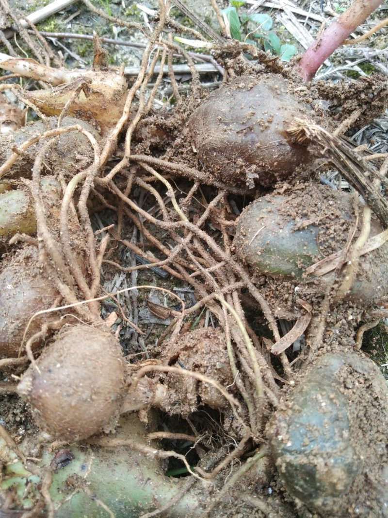 白芨木地纯野生量不是很多生货