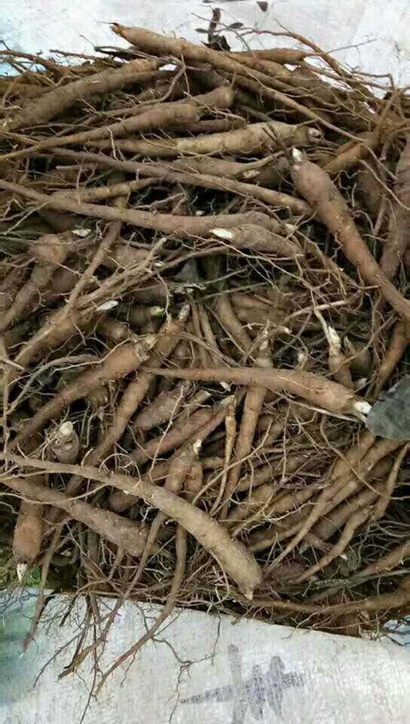 安徽亳州赤芍苗芍药基地直销批发一手货源品质保证量大从优