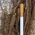 安徽亳州赤芍苗芍药基地直销批发一手货源品质保证量大从优