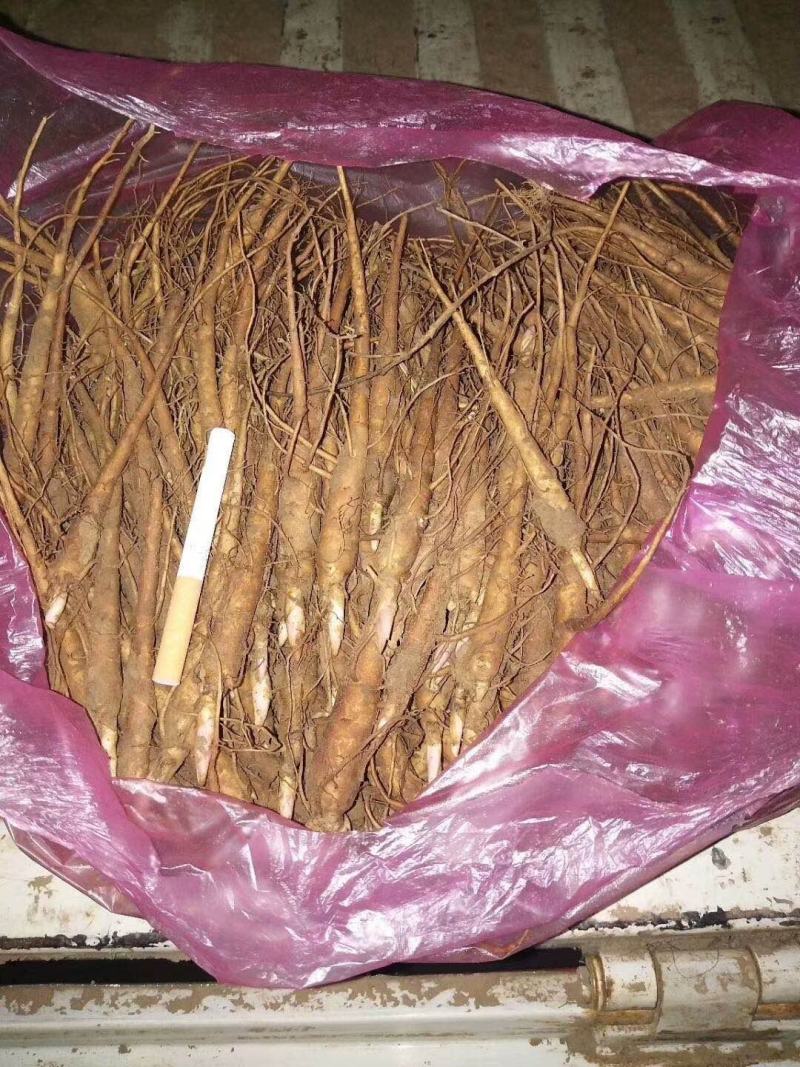安徽亳州赤芍苗芍药基地直销批发一手货源品质保证量大从优