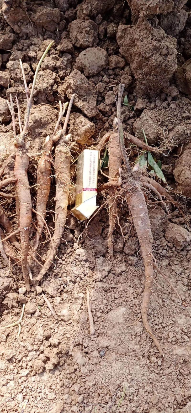 安徽亳州赤芍苗芍药基地直销批发一手货源品质保证量大从优