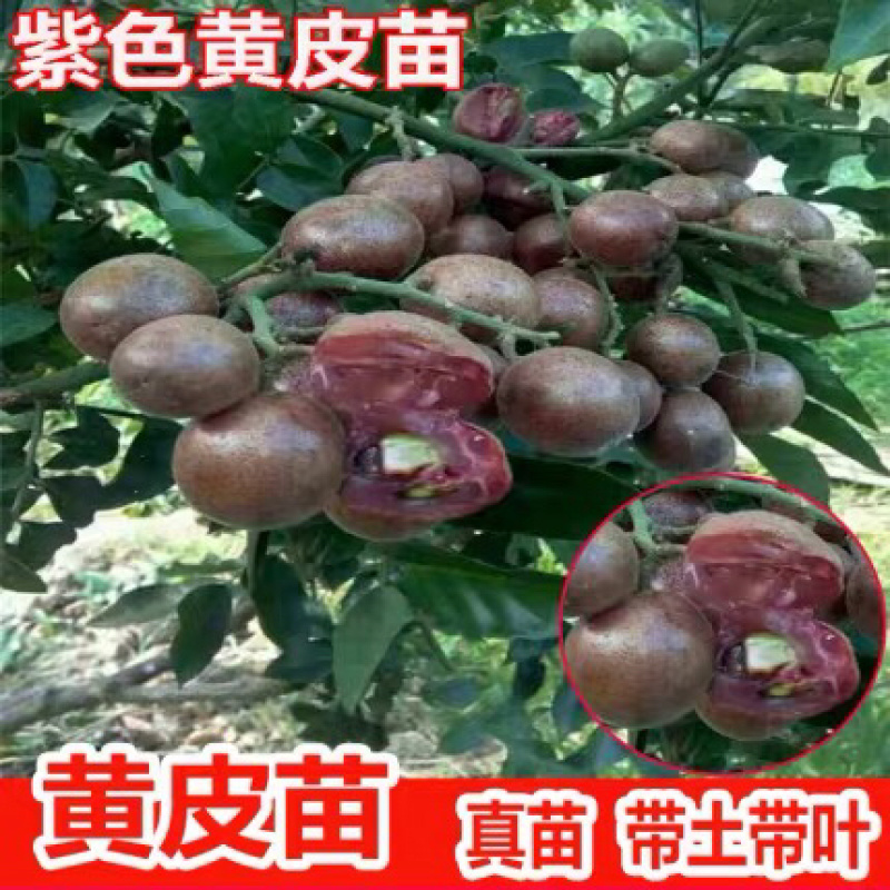 紫肉黄皮果苗，结出的果香肉甜，发展前景大