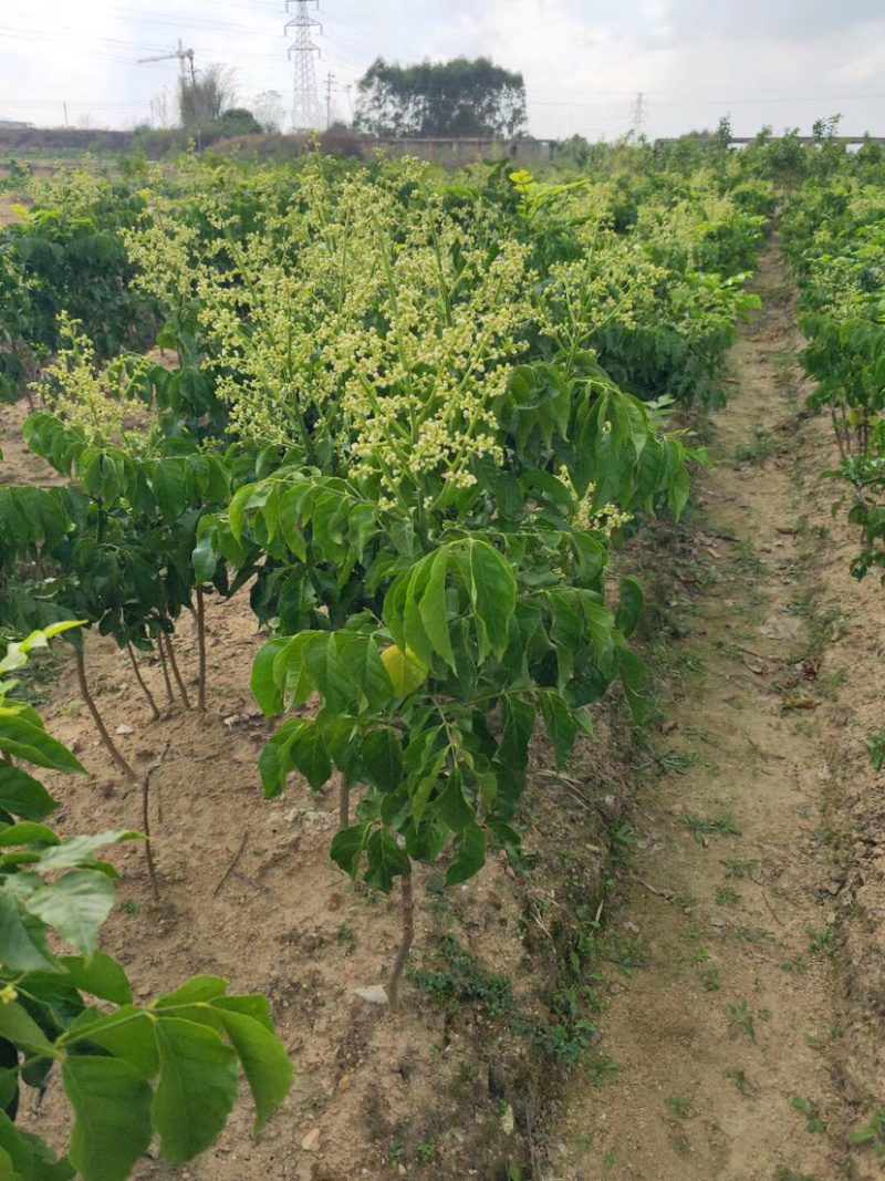 紫肉黄皮果苗，结出的果香肉甜，发展前景大