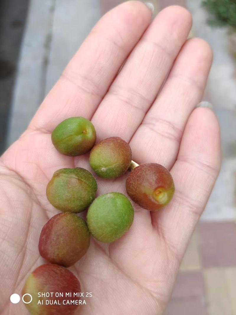 批发毛樱桃种子耐寒山樱桃籽用途广泛提供繁育技术
