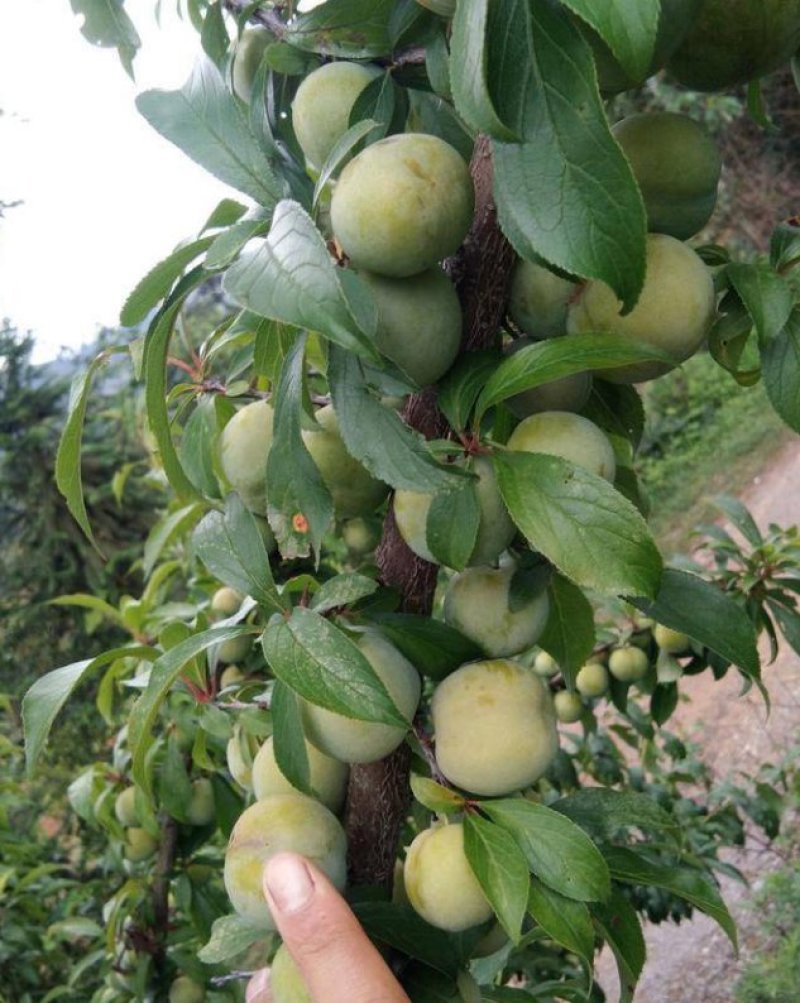 香脆李