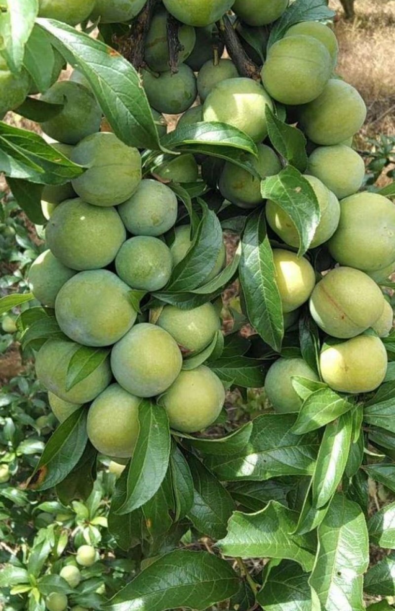 香脆李