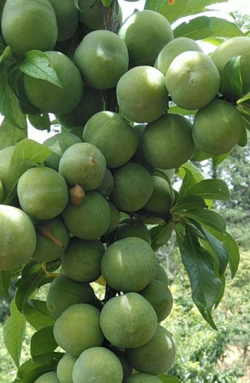 香脆李