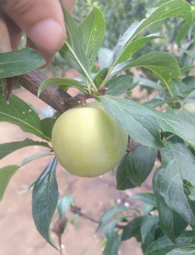 香脆李