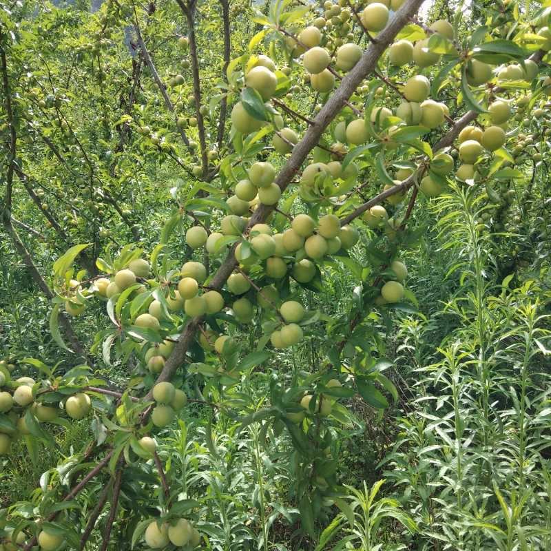 香脆李