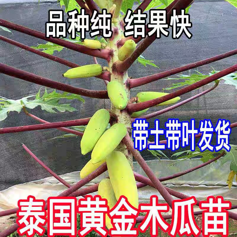 泰国金木瓜苗，当年种当年结果，种植4个月后开发结果