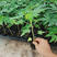 泰国金木瓜苗，当年种当年结果，种植4个月后开发结果