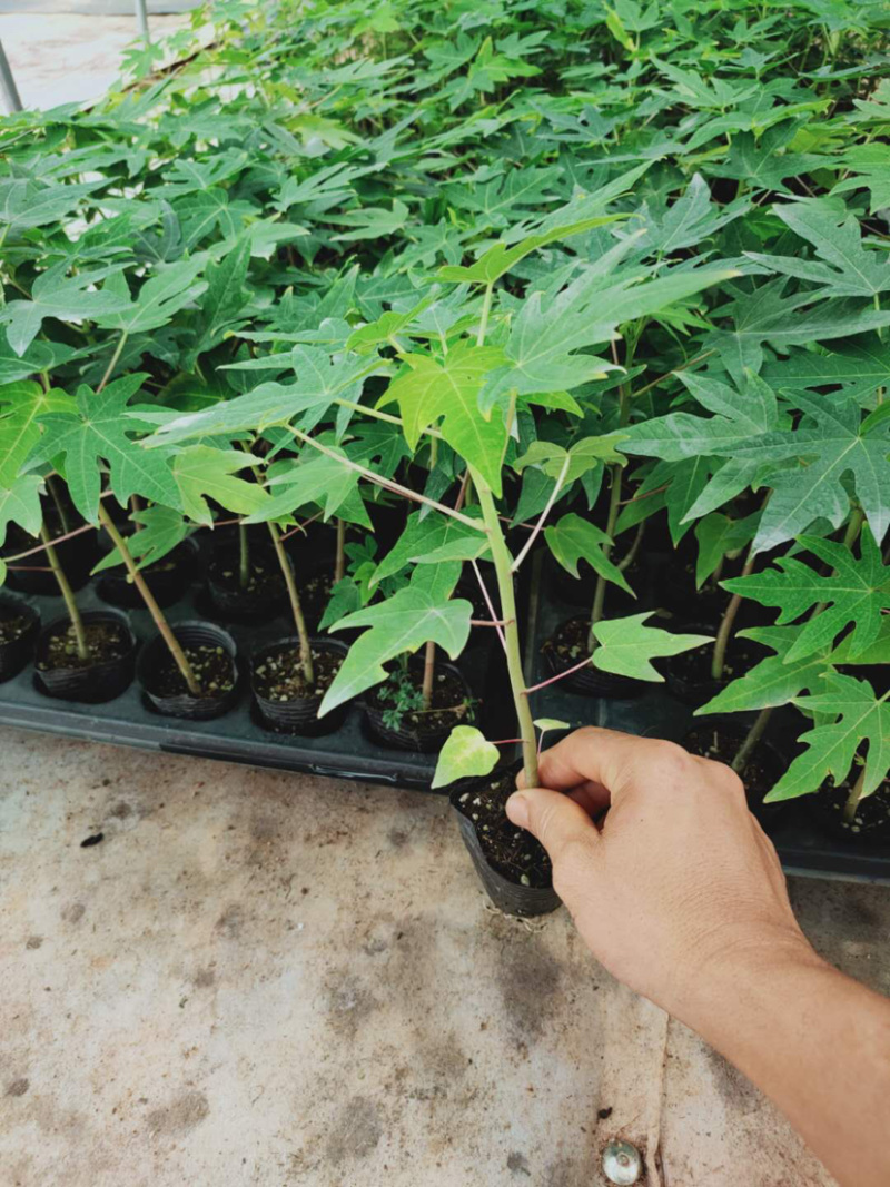 泰国金木瓜苗，当年种当年结果，种植4个月后开发结果