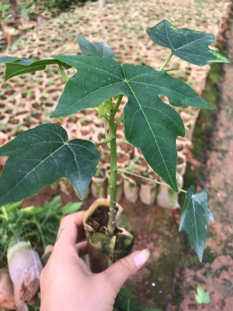 泰国金木瓜苗，当年种当年结果，种植4个月后开发结果