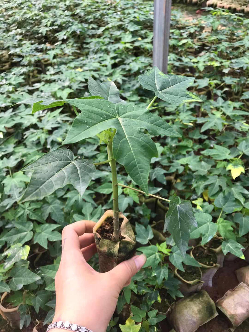 泰国金木瓜苗，当年种当年结果，种植4个月后开发结果