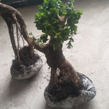 精品下山桩熟桩生桩都有