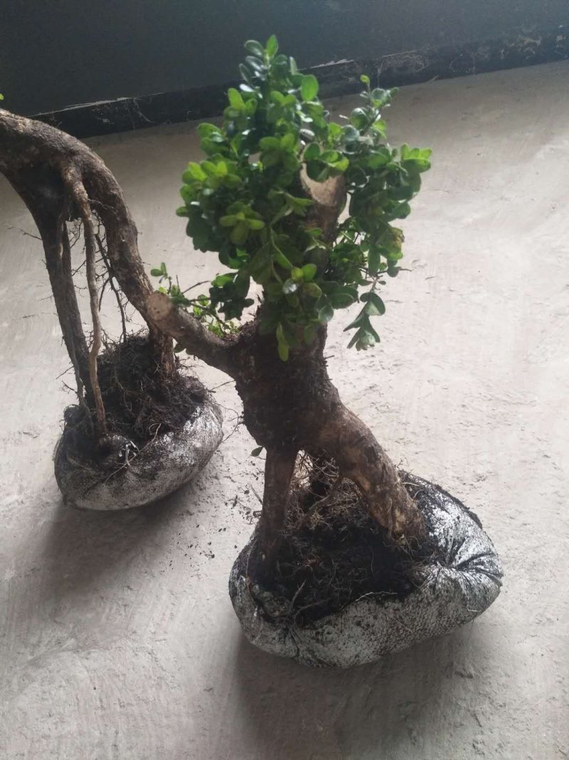 精品下山桩熟桩生桩都有