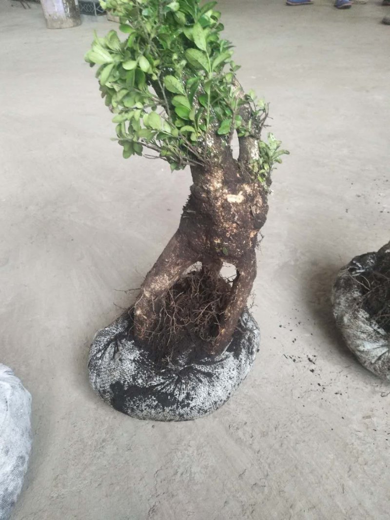 精品下山桩熟桩生桩都有